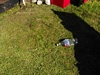 fles